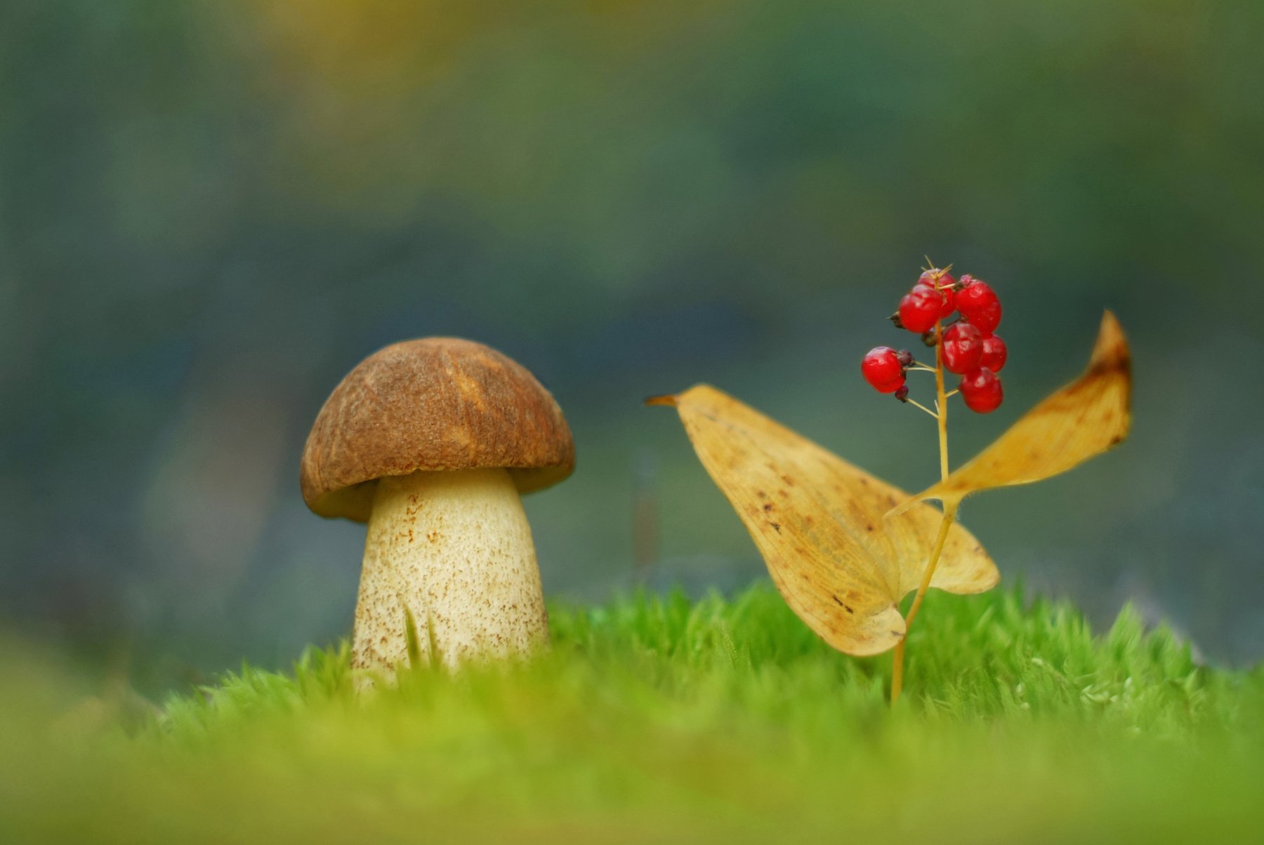 грибы, природа, Александр Гвоздь