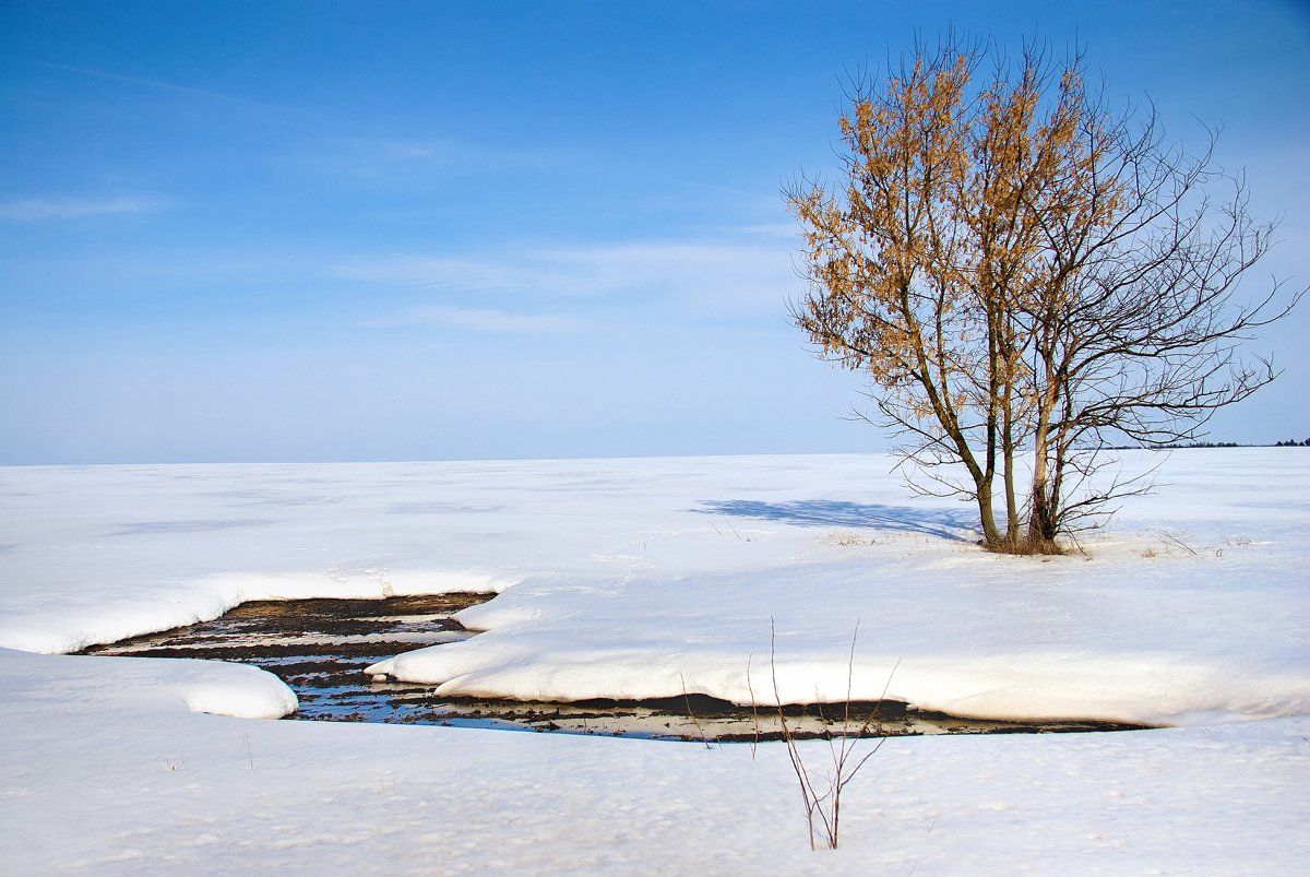 пейзаж, снег, дерево, солнце, оттепель, d80, Лопухов Сергей