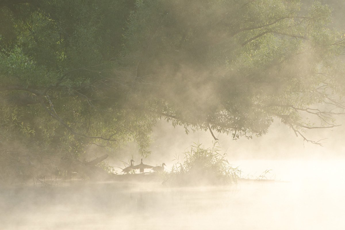 утки природа утро туман якшино река упа, Михаил Агеев