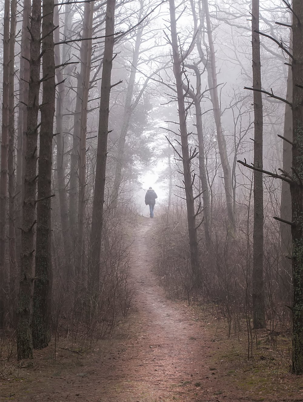 forest,fog,man, Daiva Cirtautė