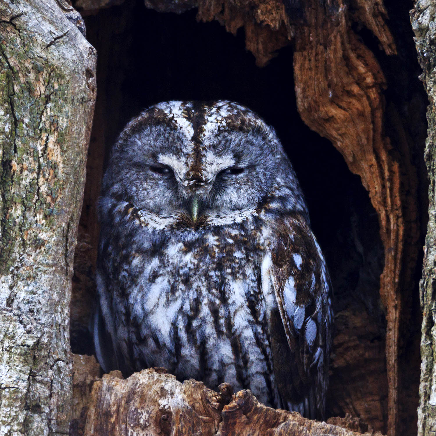 серая неясыть, tawny owl, Костянтин Пазюк