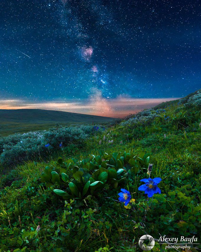 горы, звёзды, лето, млечный путь, цветы, пейзаж, ночь, Алексей Байфа