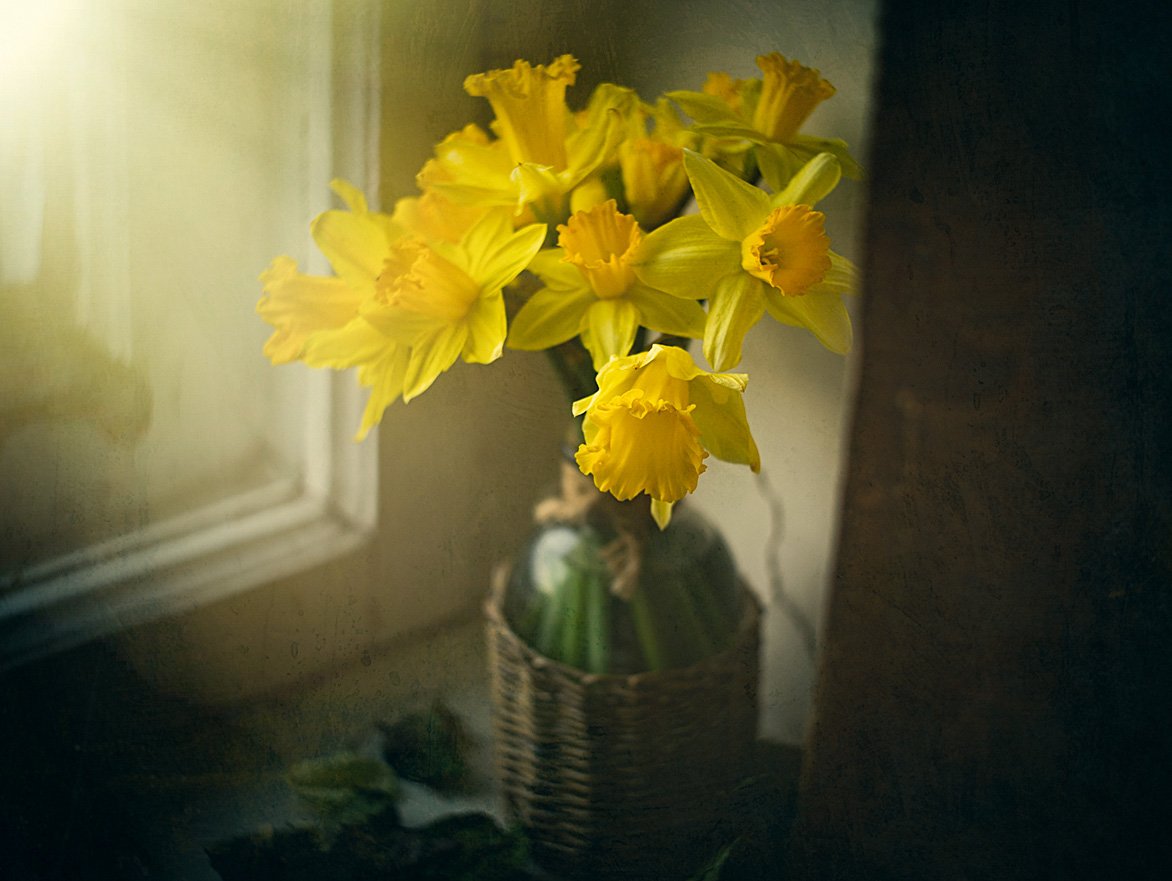 нарцисс, цветок, цветы, весна, окно, свет, занавеска, желтые, Игорь Токарев