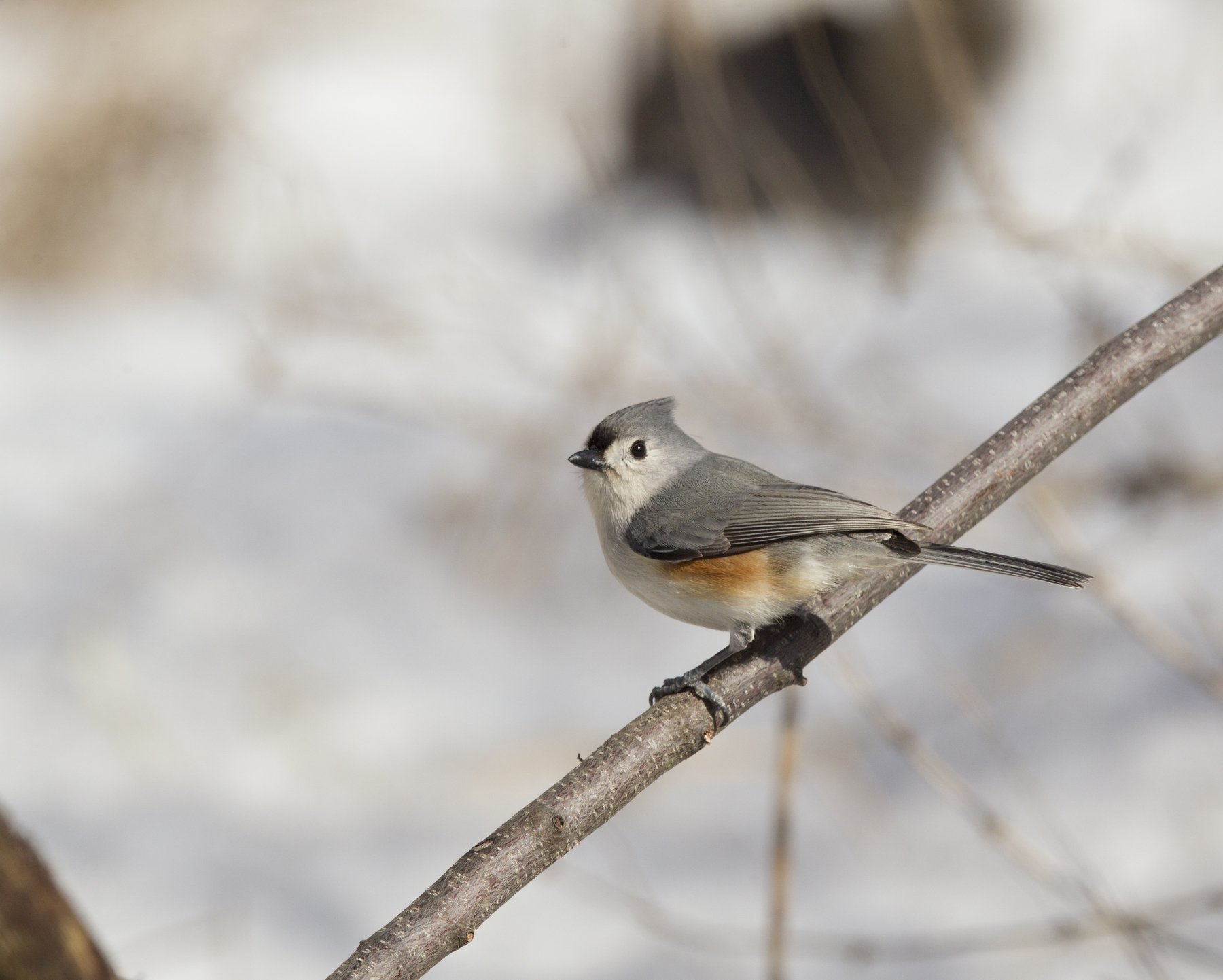 mésange bicolor, Jacques Falardeau