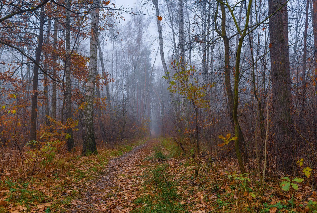 ноябрь, осень, лес, Галанзовская Оксана