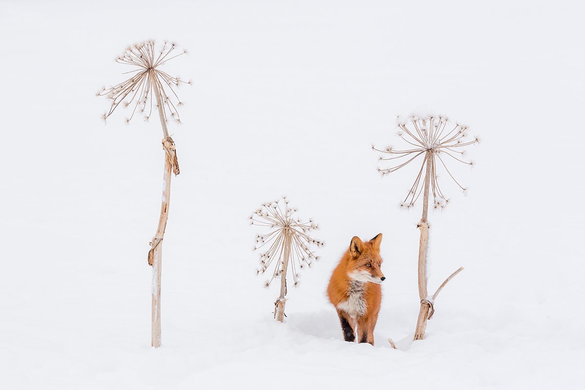 камчатка, зима, лиса, природа, путешествие, снег, Денис Будьков