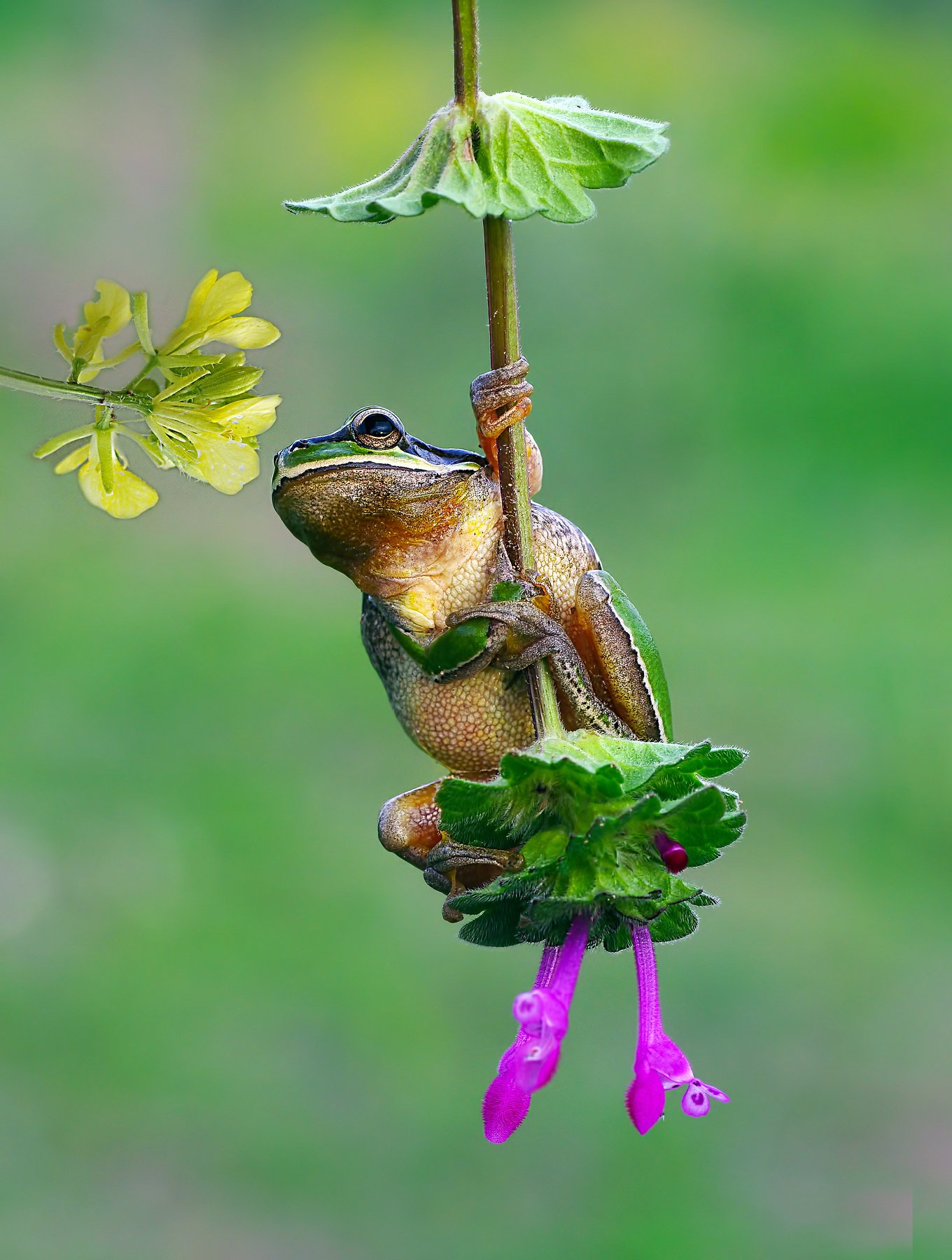 animal, nature, macro, tree frog, romantic boy, flower, swing, Savas Sener