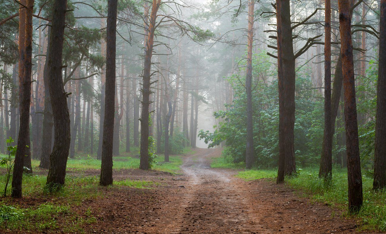 лес, май, туман, Галанзовская Оксана