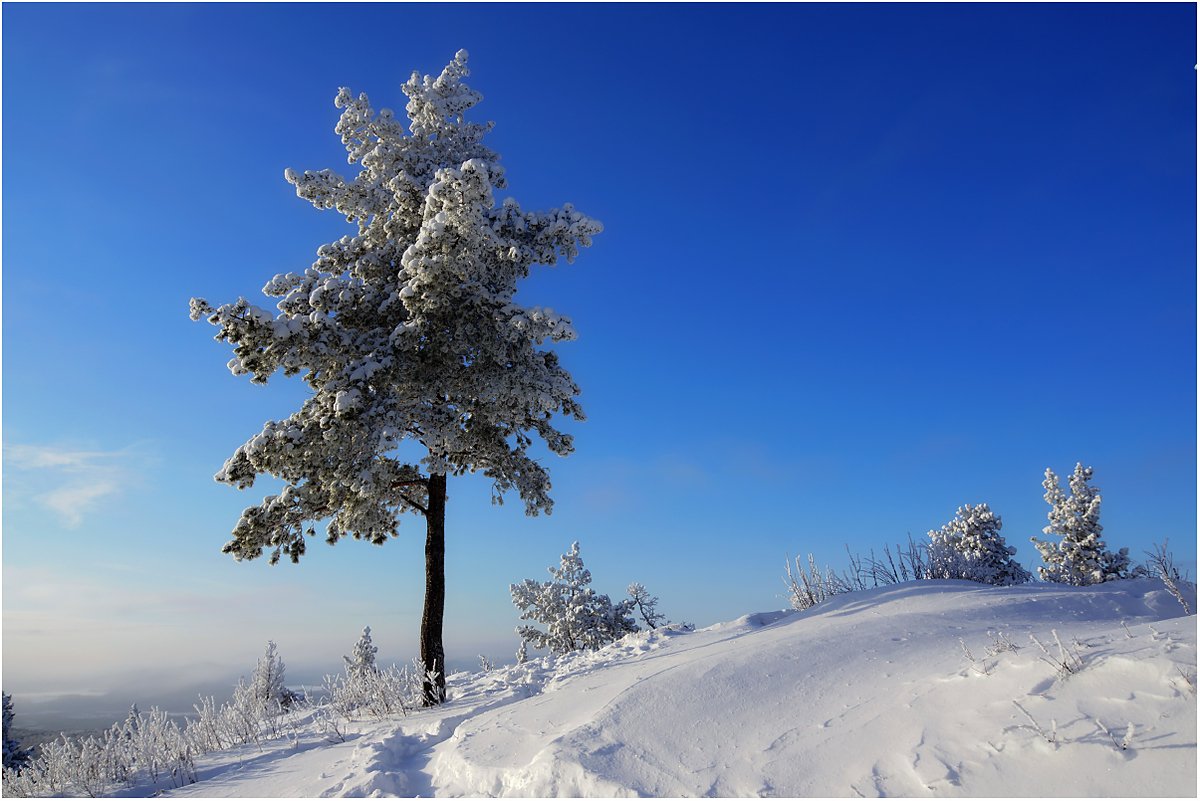 горы, снег, дерево, Кондратьев Алексей