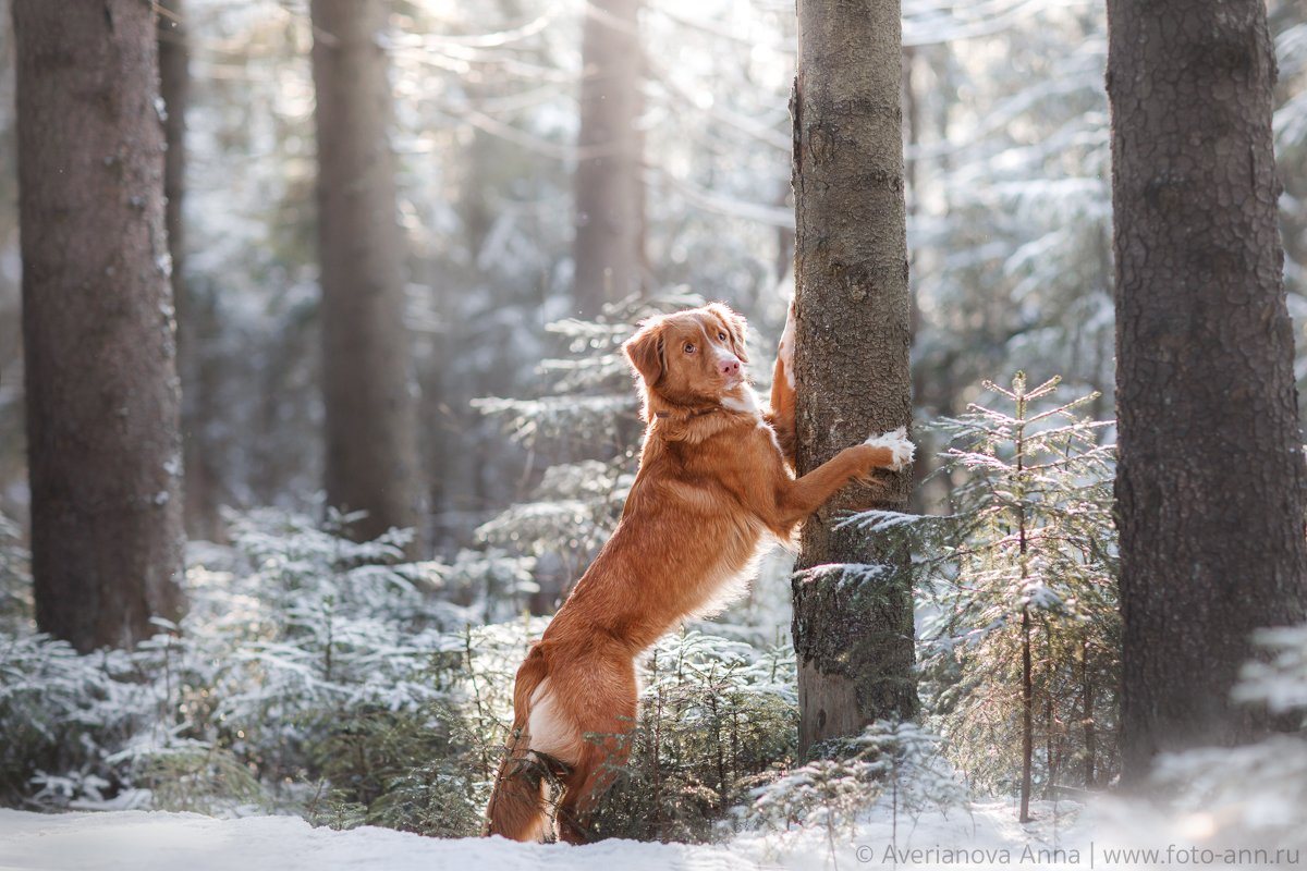 собака, природа, зима, Анна Аверьянова