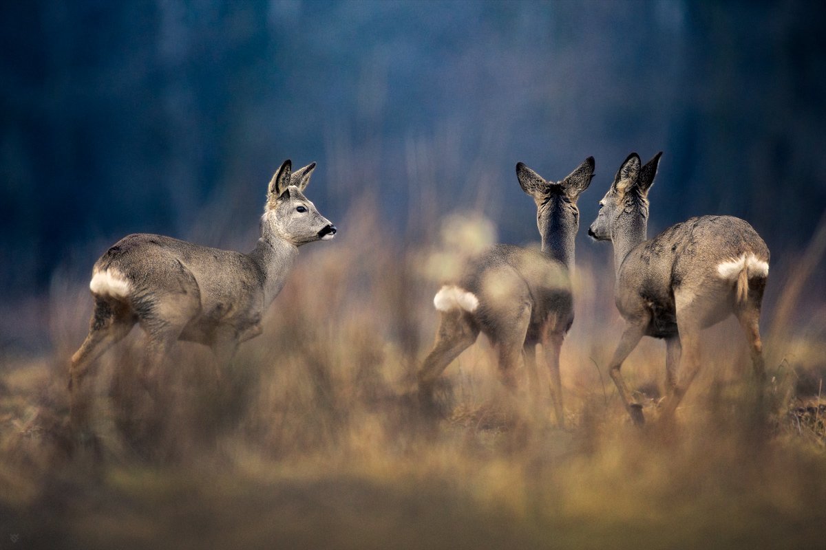 roe-deers, wildlife, field,trio, Wojciech Grzanka