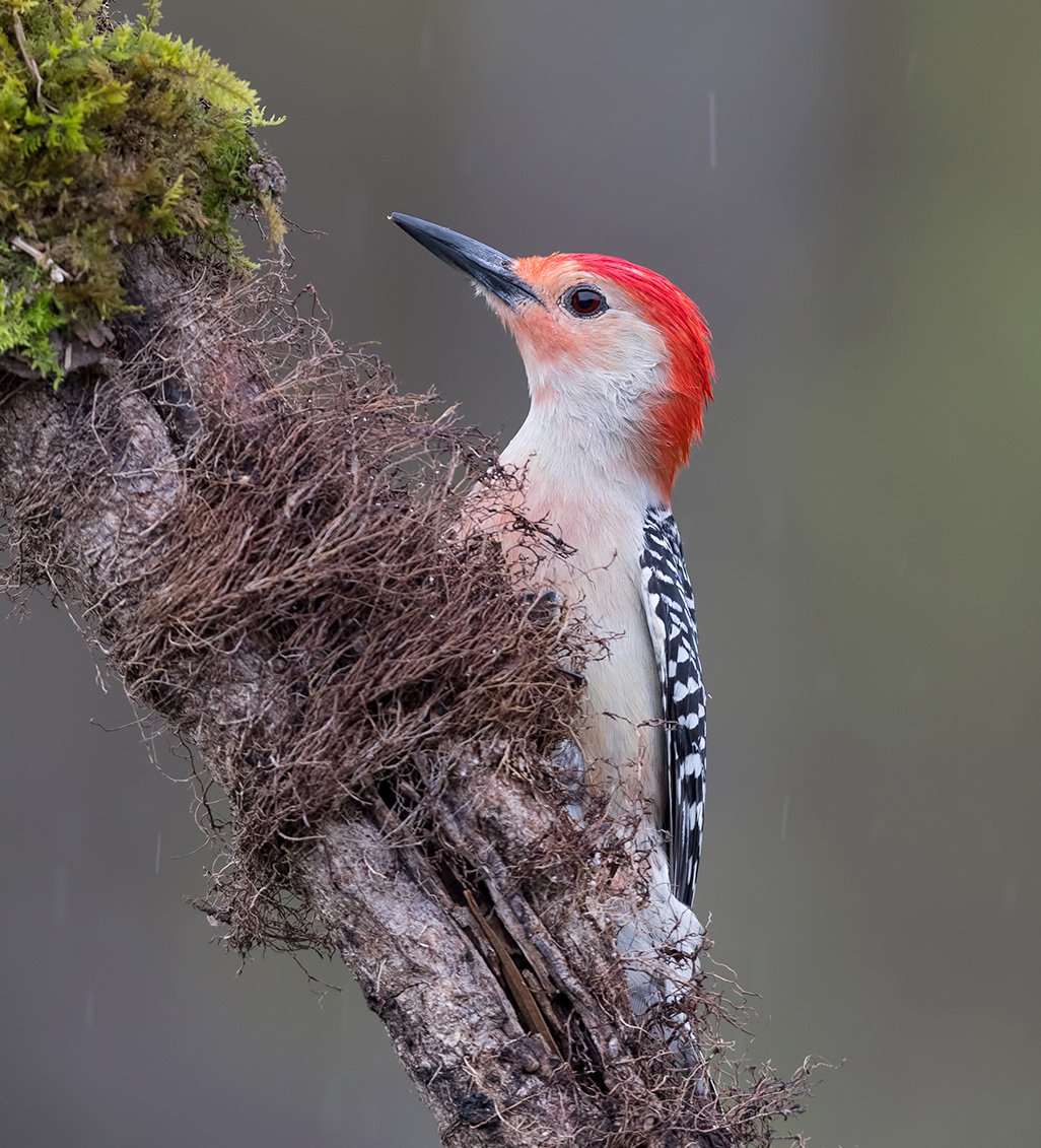каролинский меланерпес, red-bellied woodpecker, дятел, woodpecker,, Elizabeth Etkind