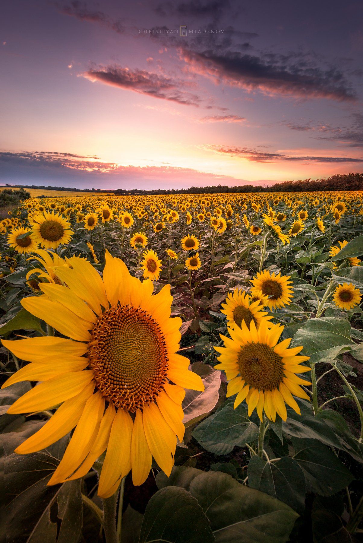 landscape, sunflowers, sunset, summer, nature, colors, sky, clouds, field, calm, light, magic hour, golden hour, Кристиян Младенов