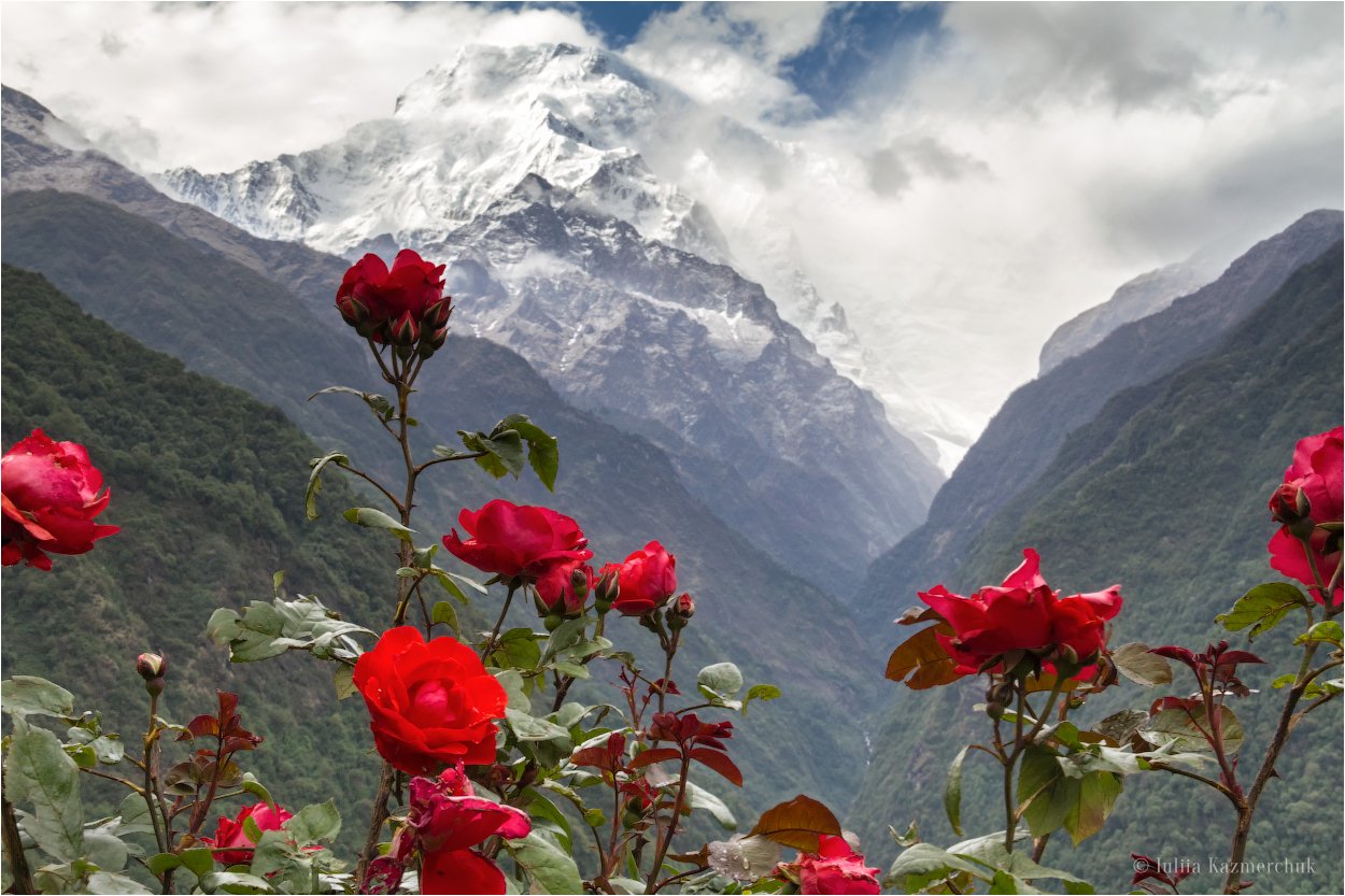 Гималаи, горы, Непал, розы, ледник, снег, скалы, весна, Чомронг, зелень, Аннапурна Южная, Казмерчук Юлия