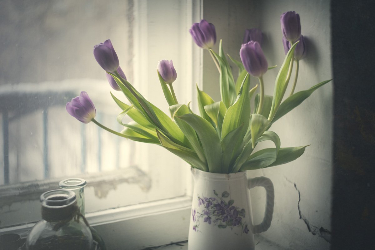 тюльпан, тюльпаны, цветы, ваза, окно, подоконник, весна, день, кувшин, фиолетовый, Игорь Токарев