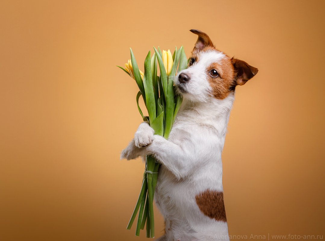 собака, 8 марта, весна, студия, мило, Анна Аверьянова