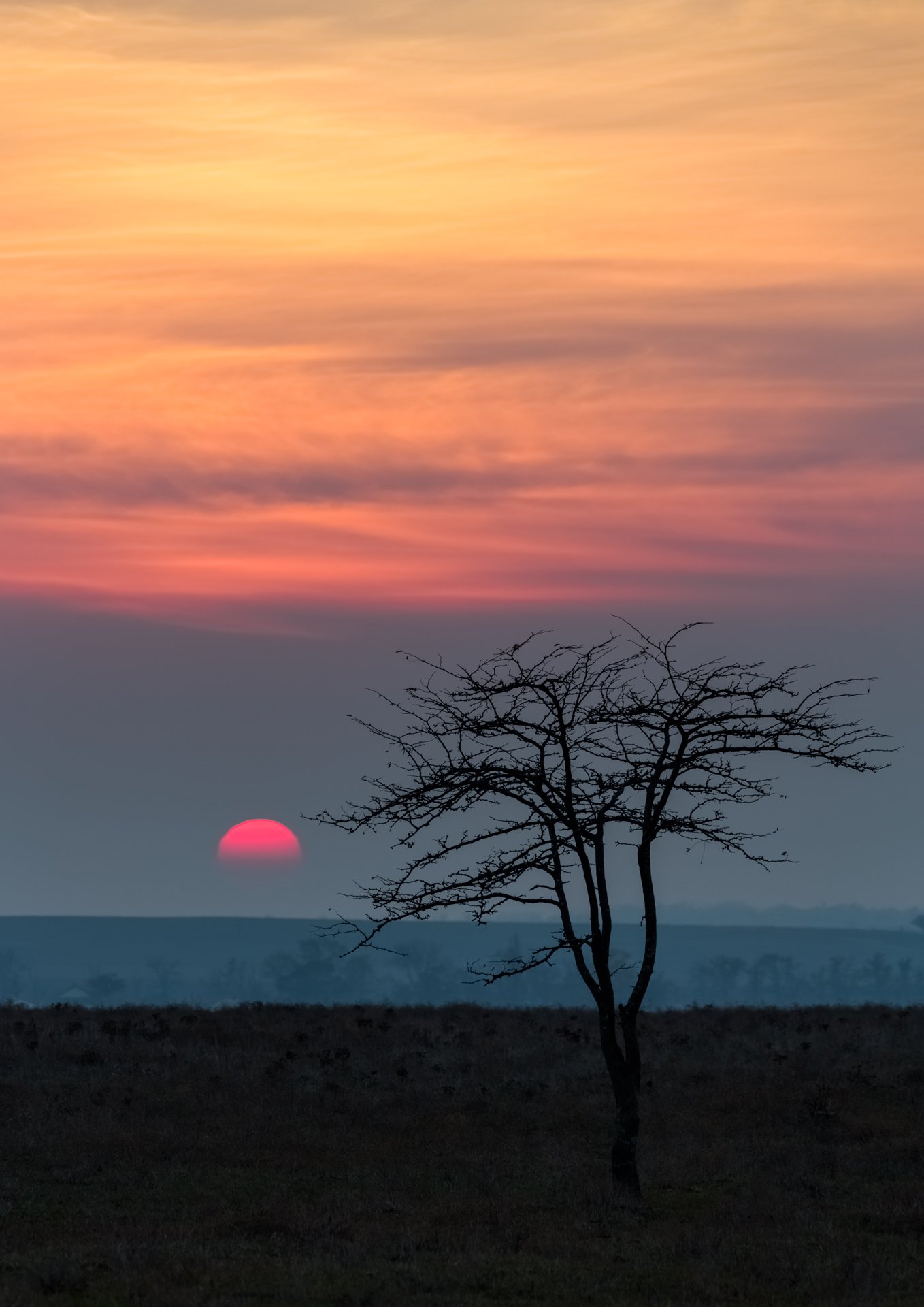 закат,одинокое дерево, Александр Манжосов
