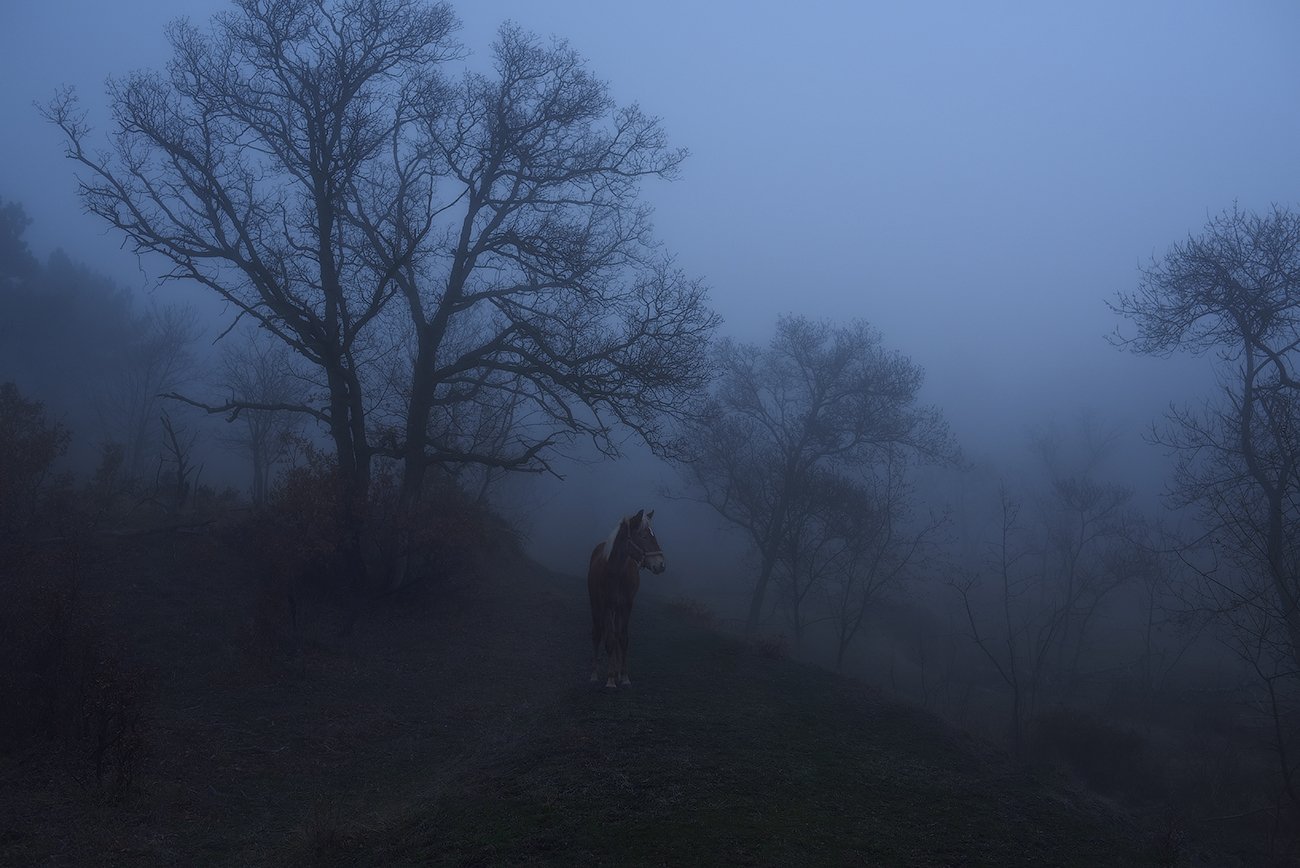 горы, лошадка, лес, туман, Вьюшкин Игорь