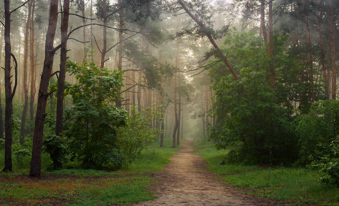 лес май туман, Галанзовская Оксана