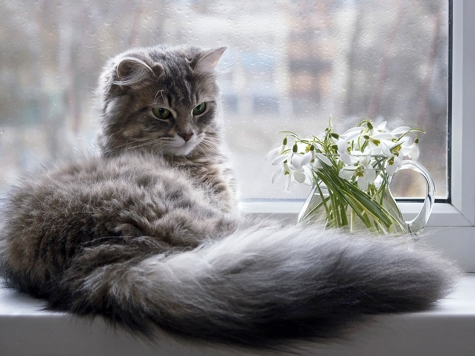 фото, кошка масяня, окно, подснежники, Ирина Приходько