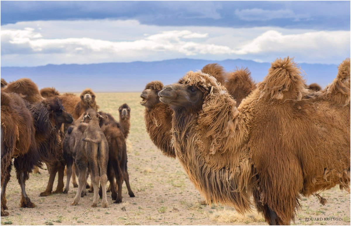 Кутыгин, Монголия, горы, стада, весна, май, верблюд, стадо, Кутыгин Эдуард