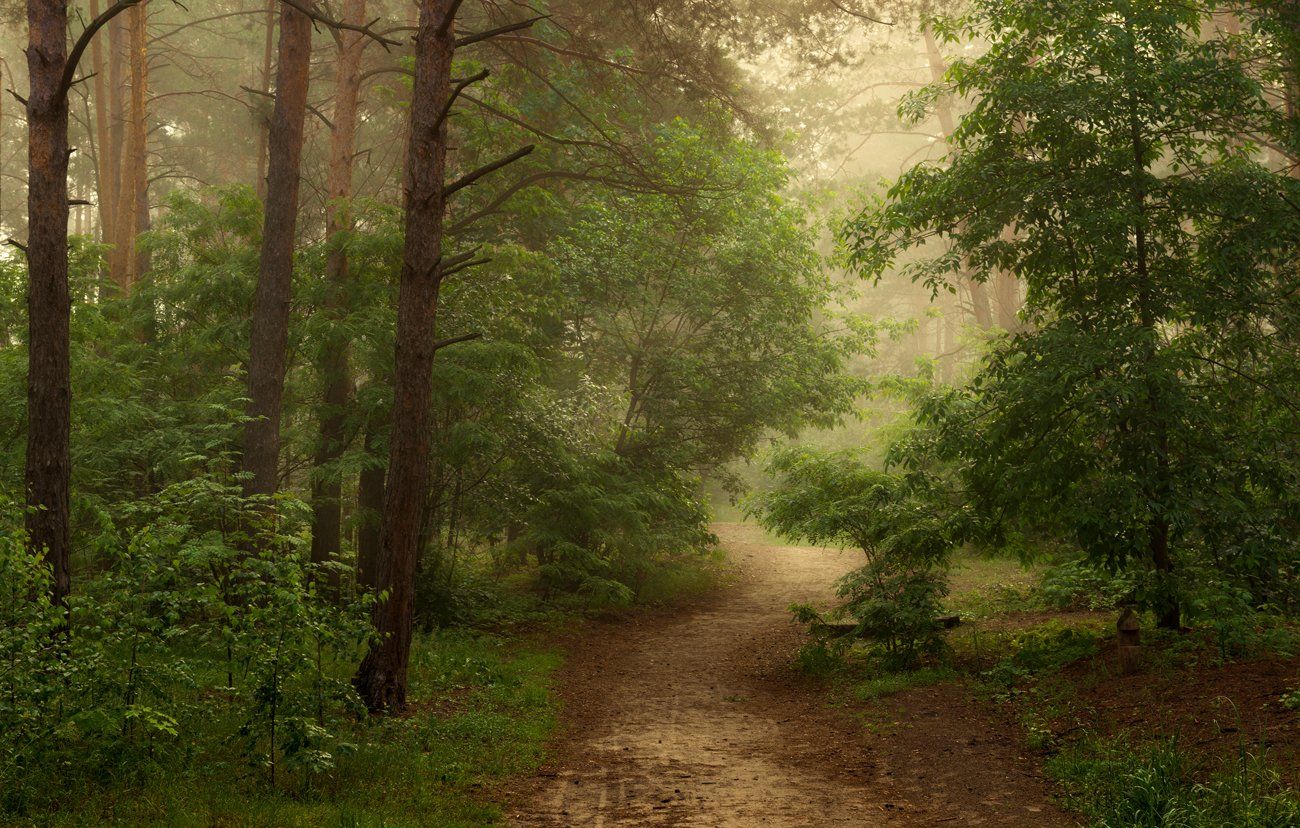 лес, туман, Галанзовская Оксана