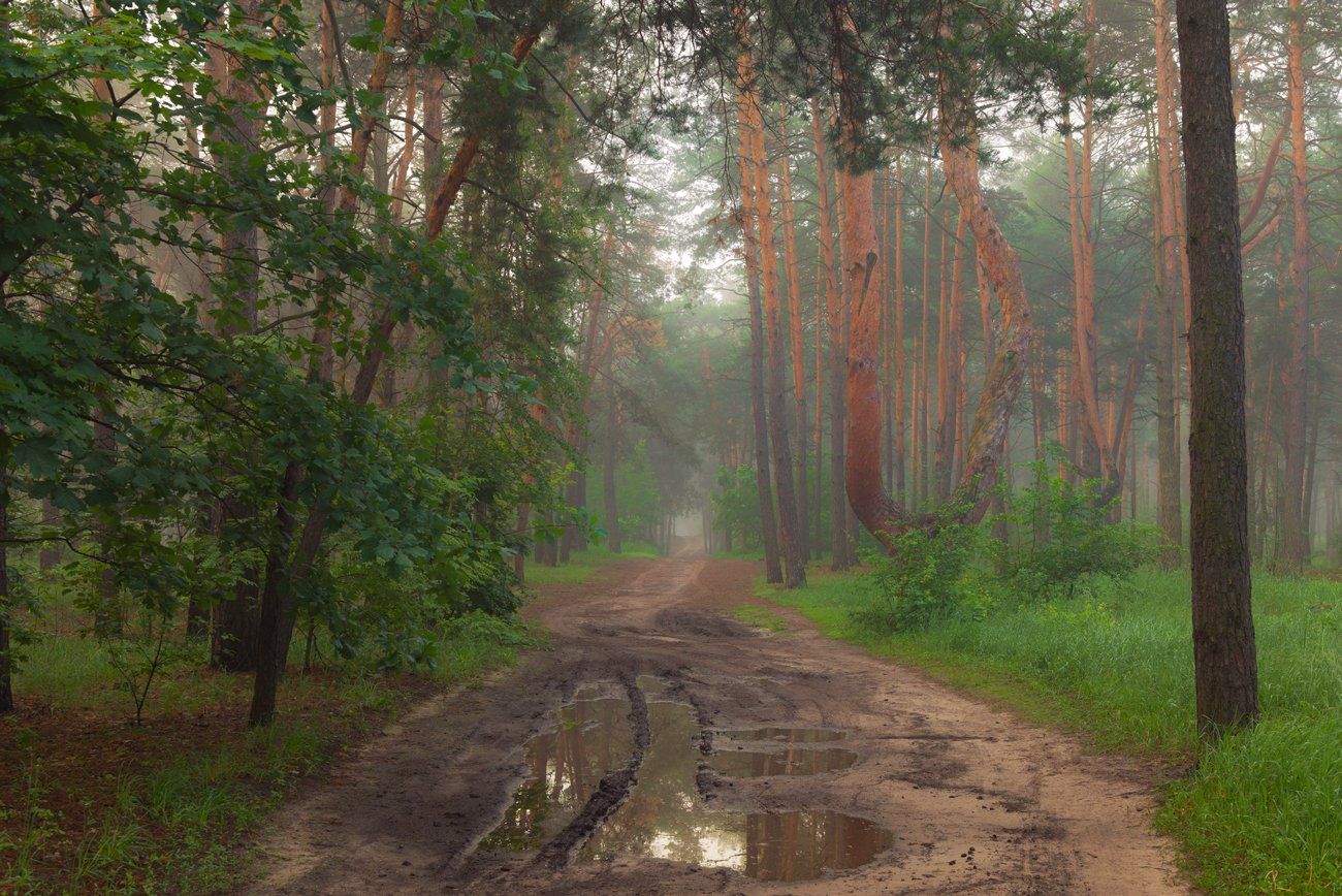лес, туман, май, Галанзовская Оксана