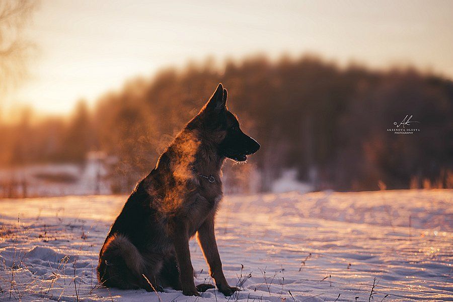 собака, закат,холод, мороз, зима, природа, животные, немецкая овчарка, Аксёнова Олеся