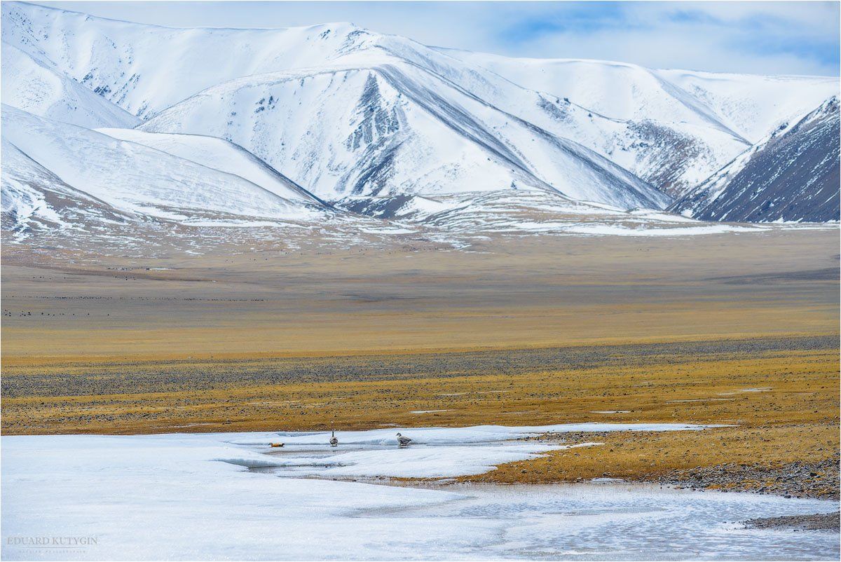 Монголия, горы, Кутыгин, весна, май, гуси., Кутыгин Эдуард