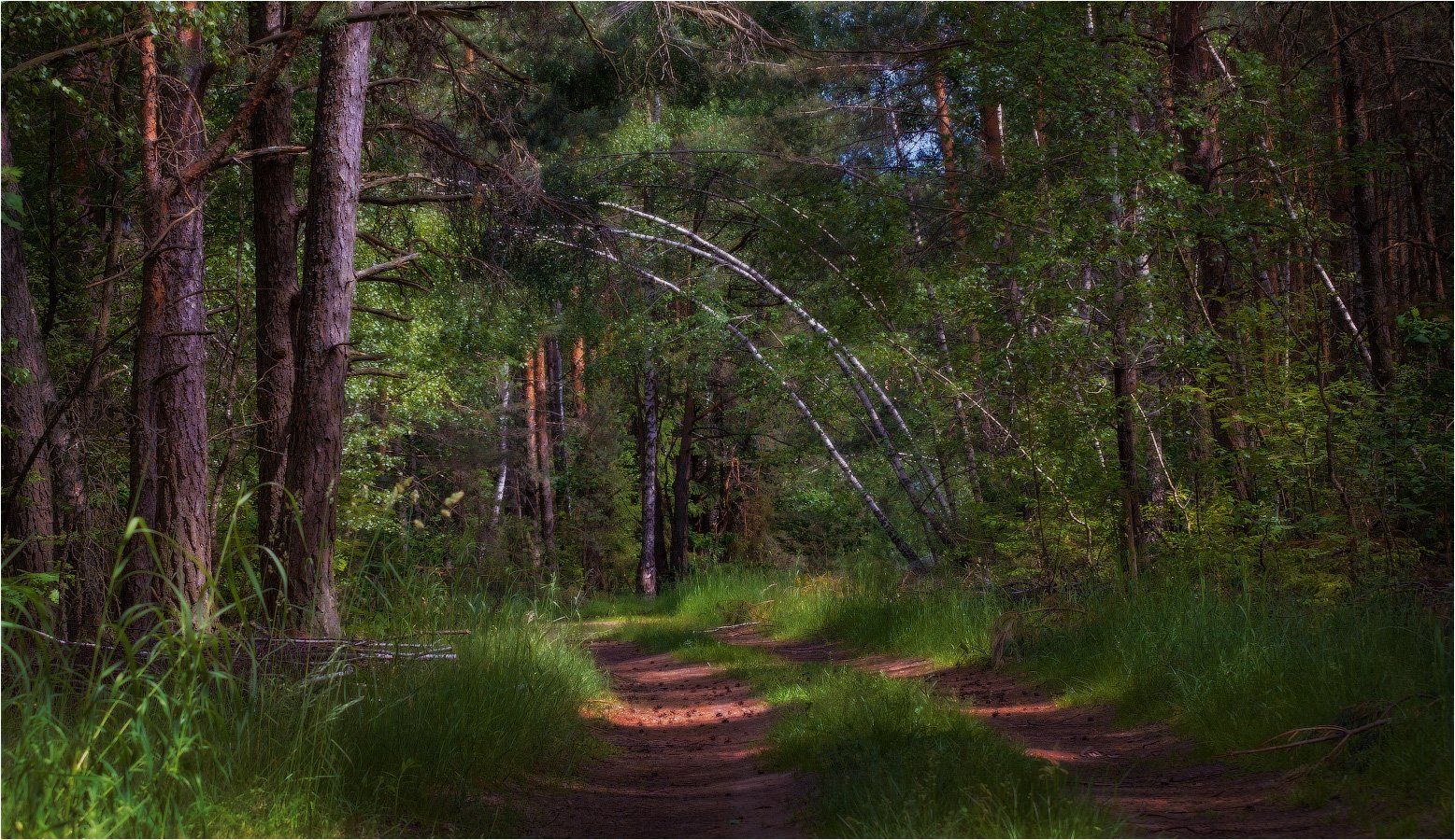 лес, лето, дорога,, Сергей Шабуневич