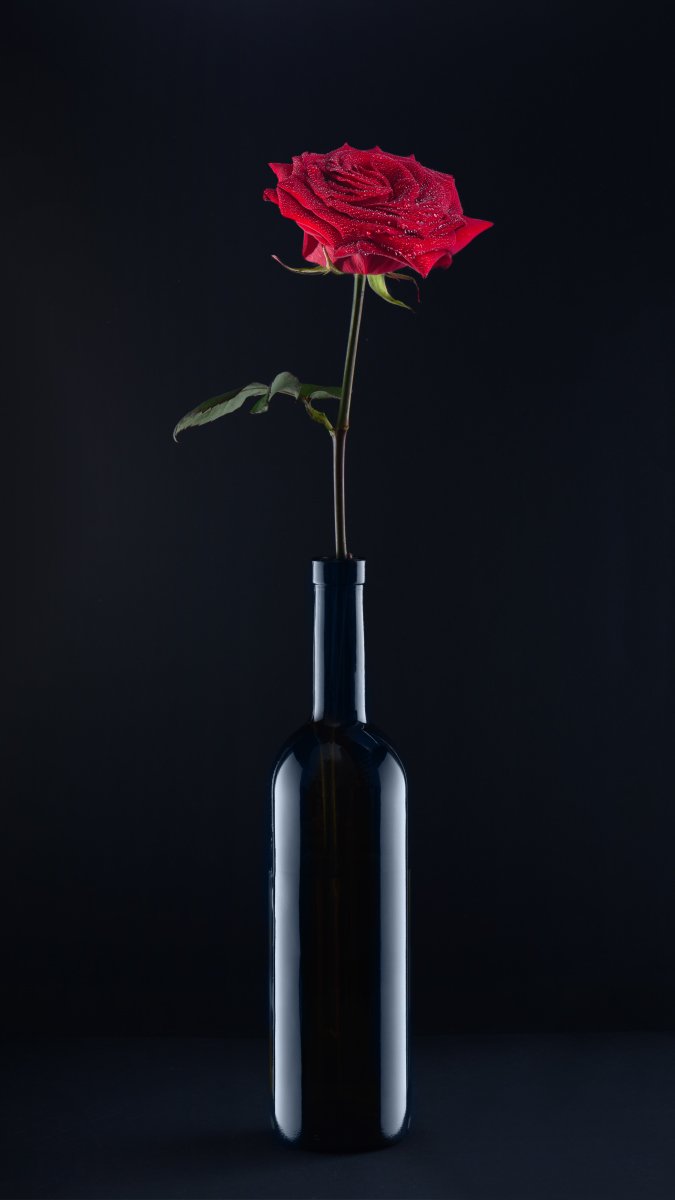 цветы, флора, роза, одна, тёмный, красный, черный, натюрморт, Анатолий Тимофеев