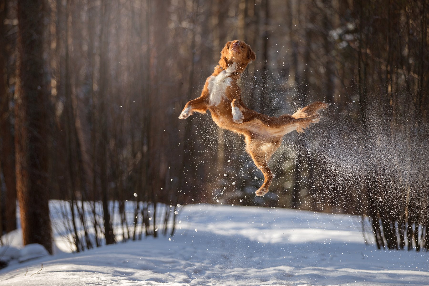 собака, прыжок, лес, зима, природа, прогулка, Светлана Писарева