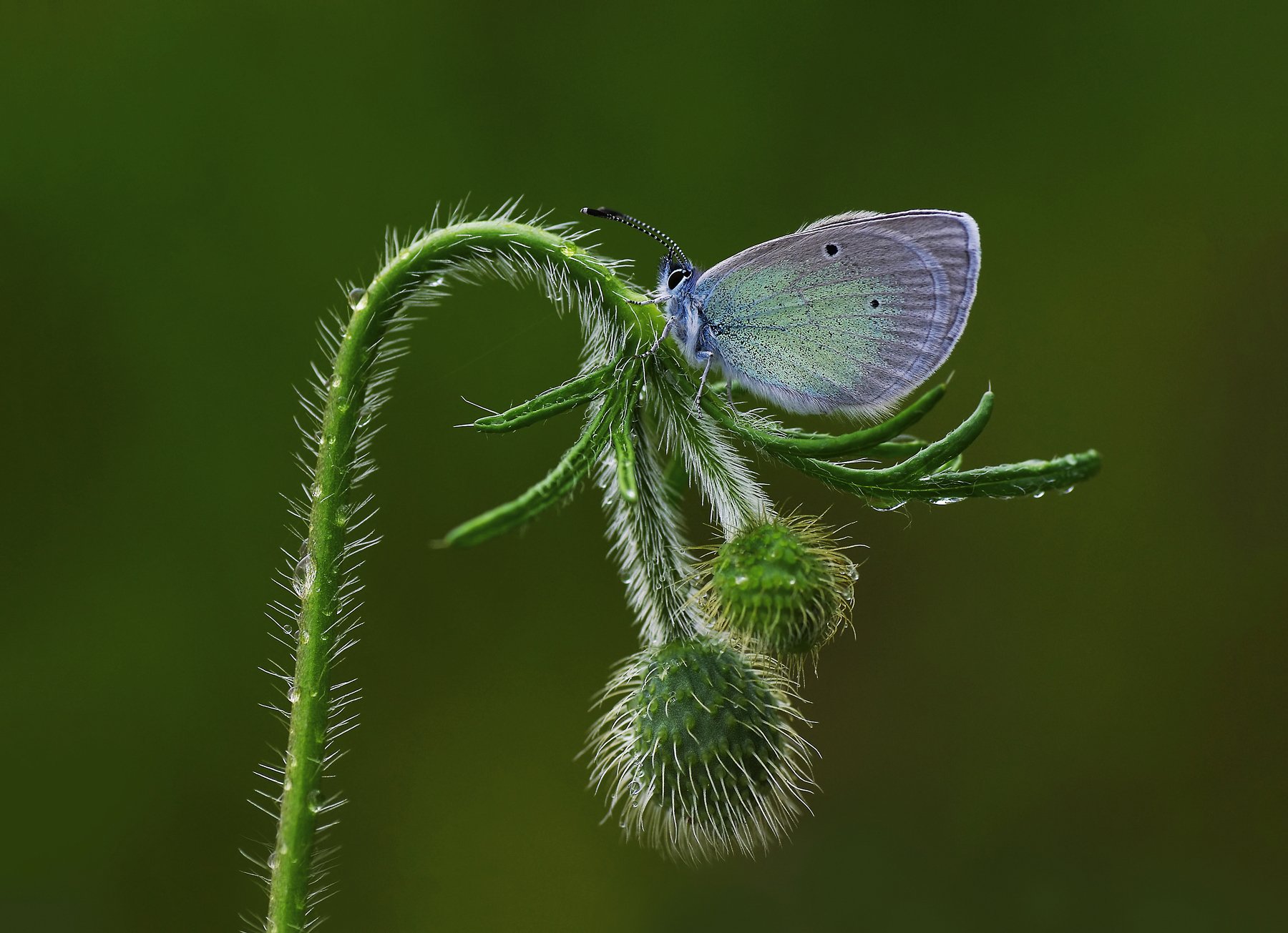 animal, nature, macro, flower, butterfly, blue, aesthetic,curve, Savas Sener