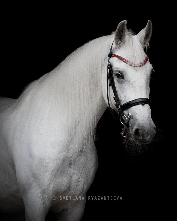 horse, white, grey, portrait, bridle, black, trotter, лошадь, серая, белая, портрет, Svetlana Ryazantseva