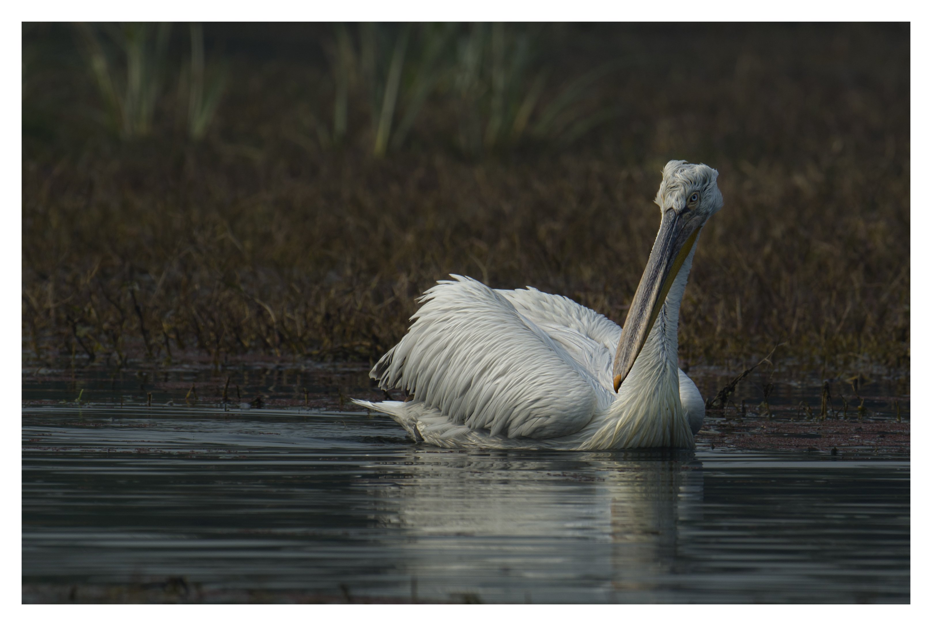 pelican, Mukul sharma