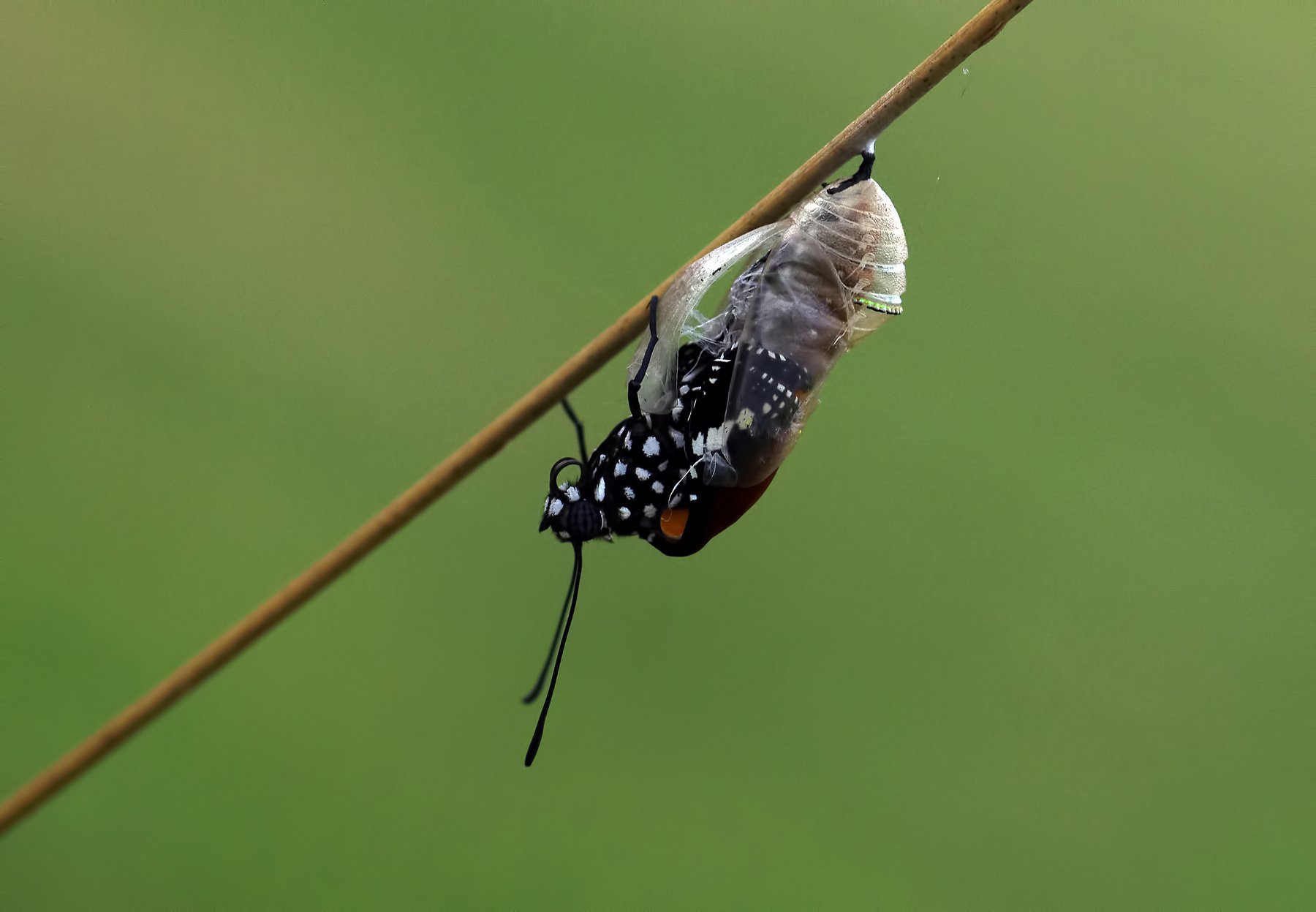 animal,nature,macro,butterfly,just born,pupae,african monarch-plain, Savas Sener