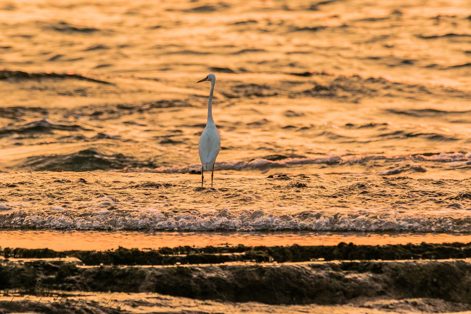 Birder , Moutaz Fino