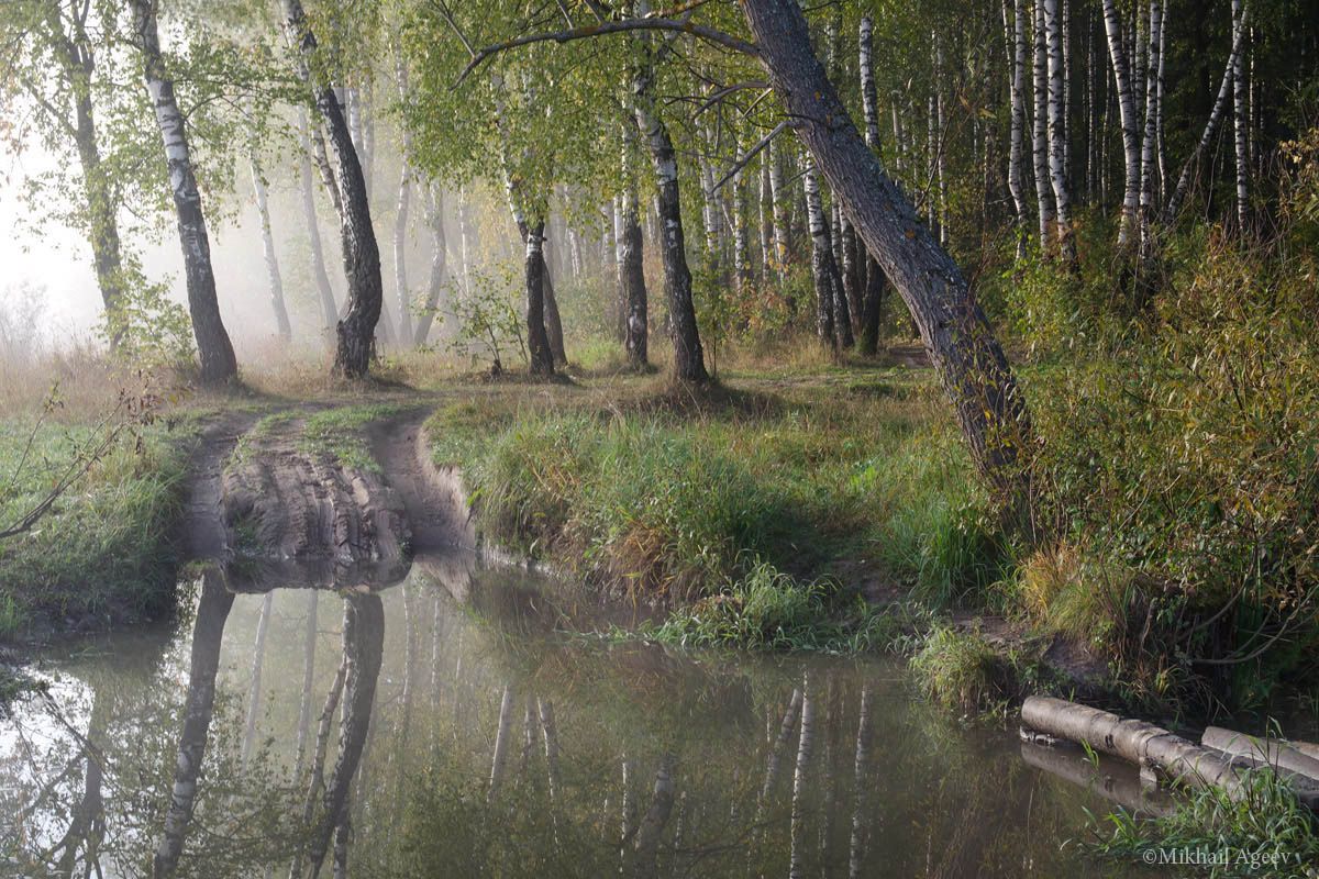 утро туман берёзы вода пейзаж, Михаил Агеев