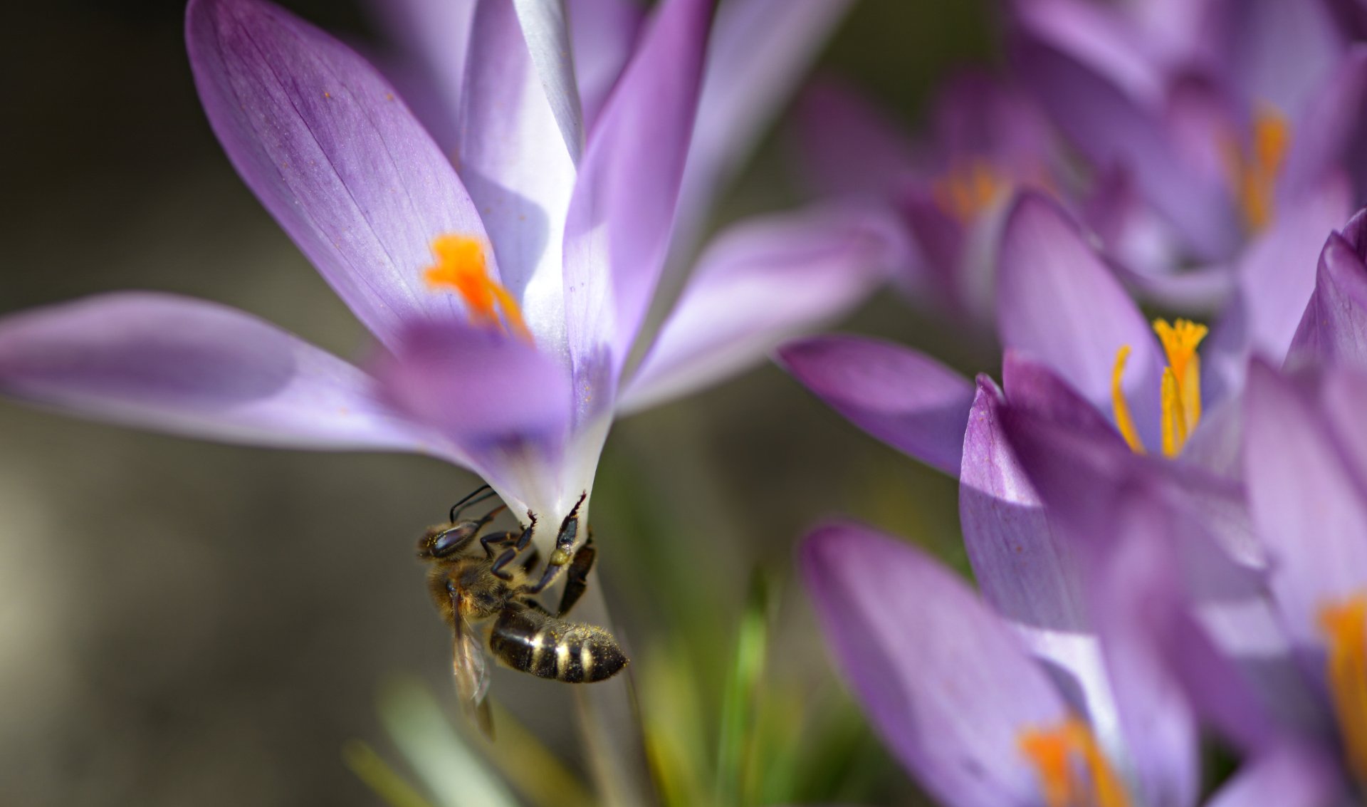 природа, макро, весна, цветы, крокус, насекомое, пчела, Неля Рачкова