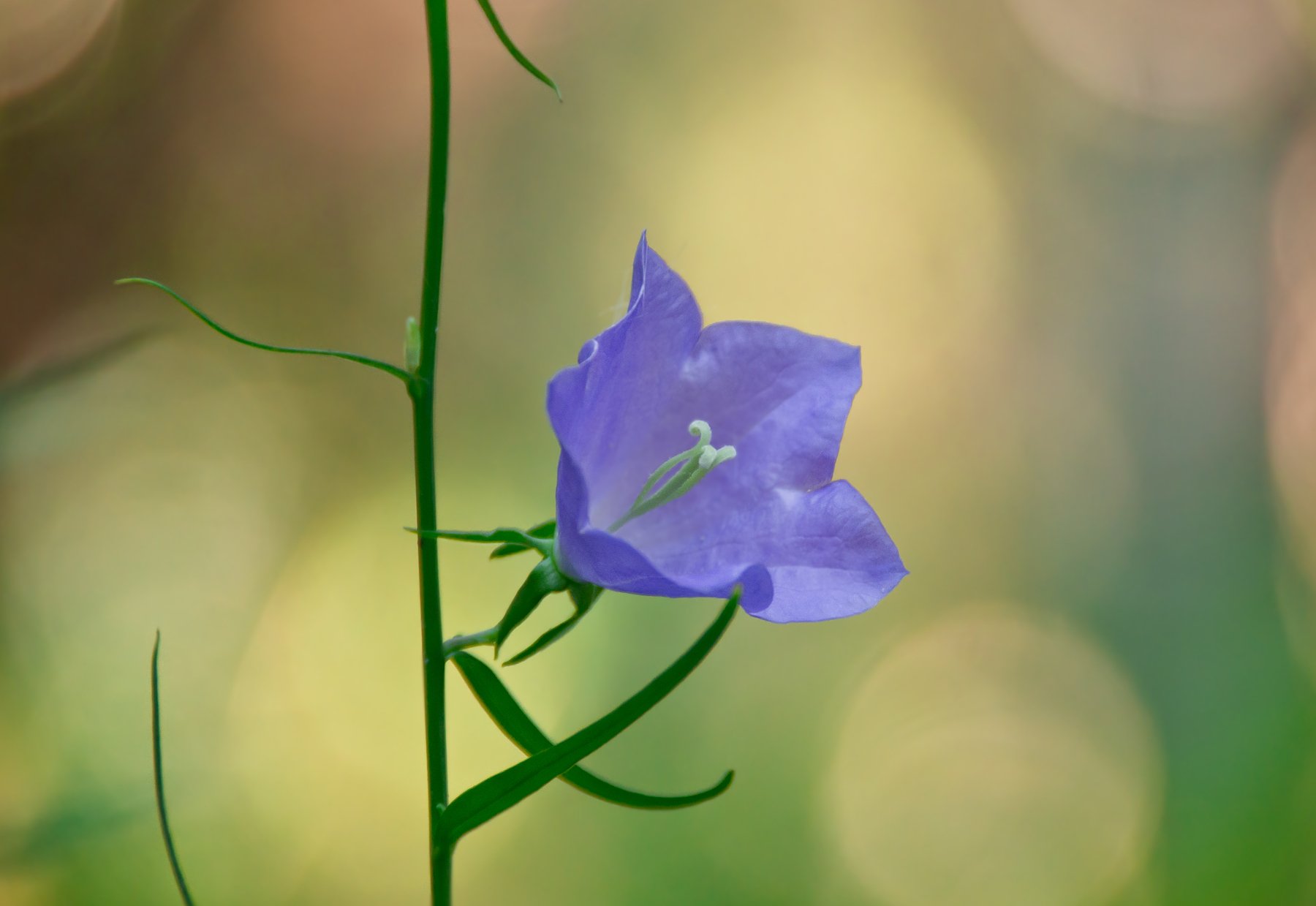 колокольчик персиколистный, растение, лес, звон, синий, боке, фон, пятна, Campanula persicifolia, Ксения Соварцева