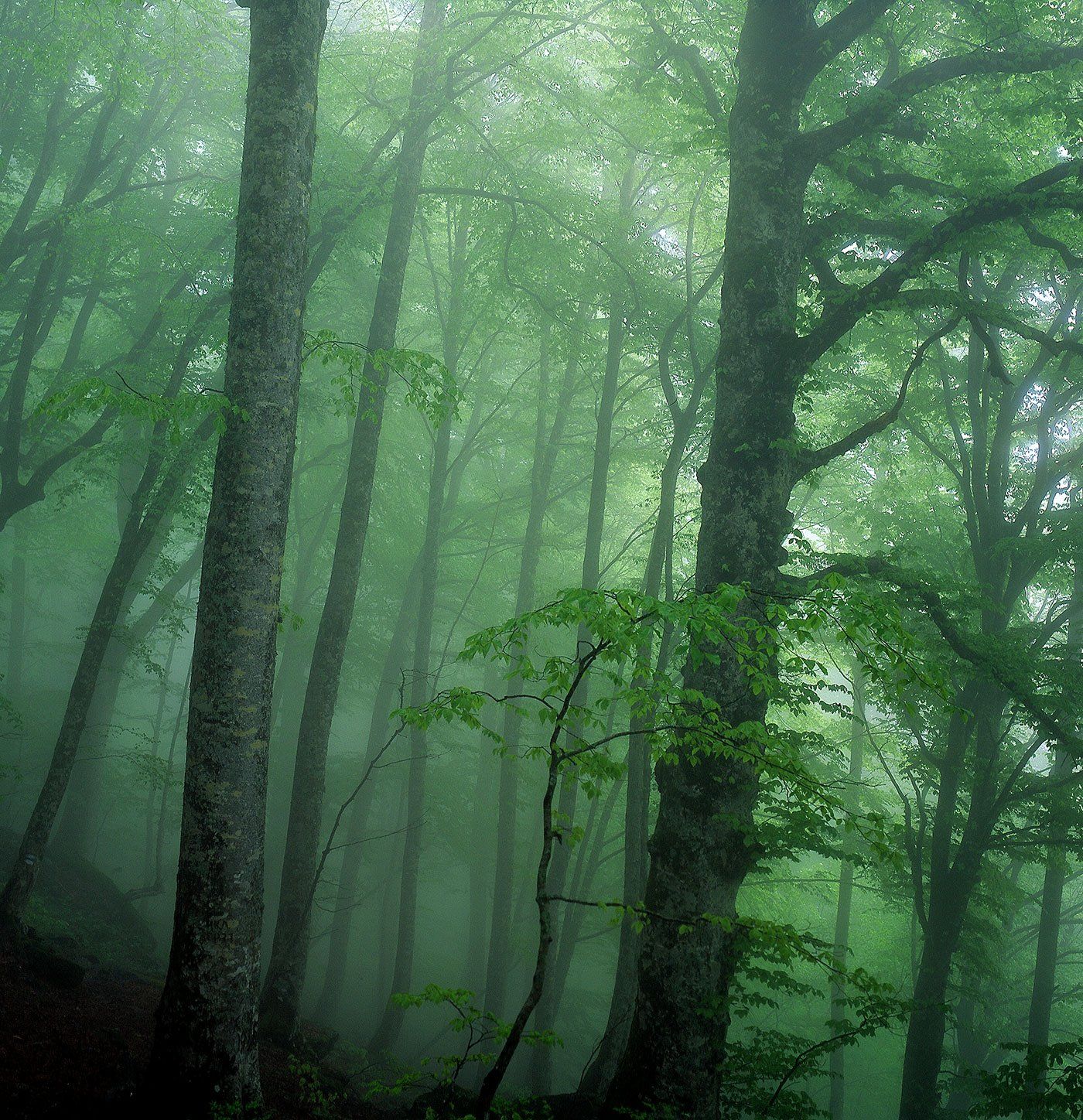 кавказ, лес, туман, Сергей Карпухин