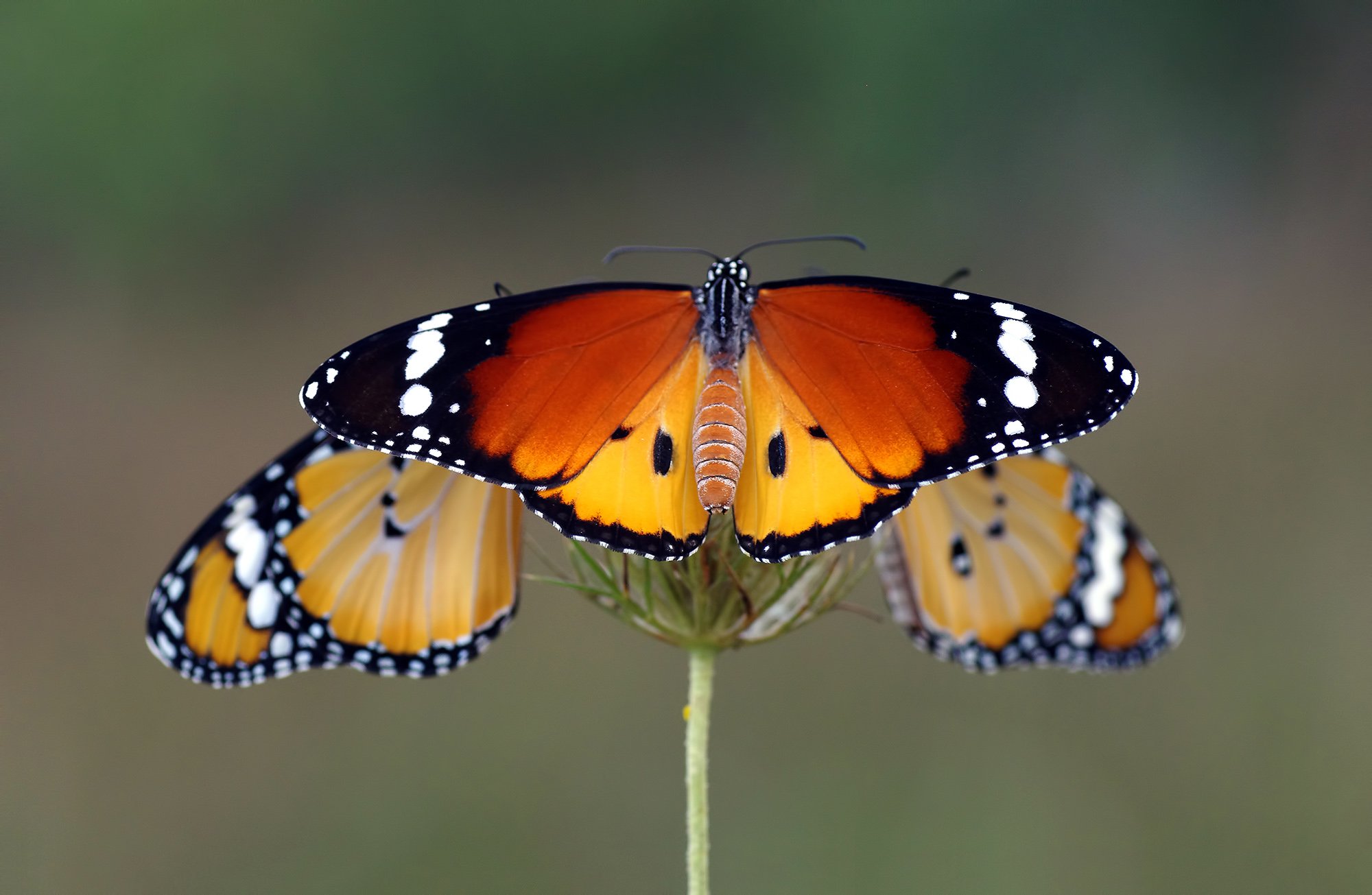 animal, nature, macro, butterfly, african queen, african monarch-plain,three., Savas Sener