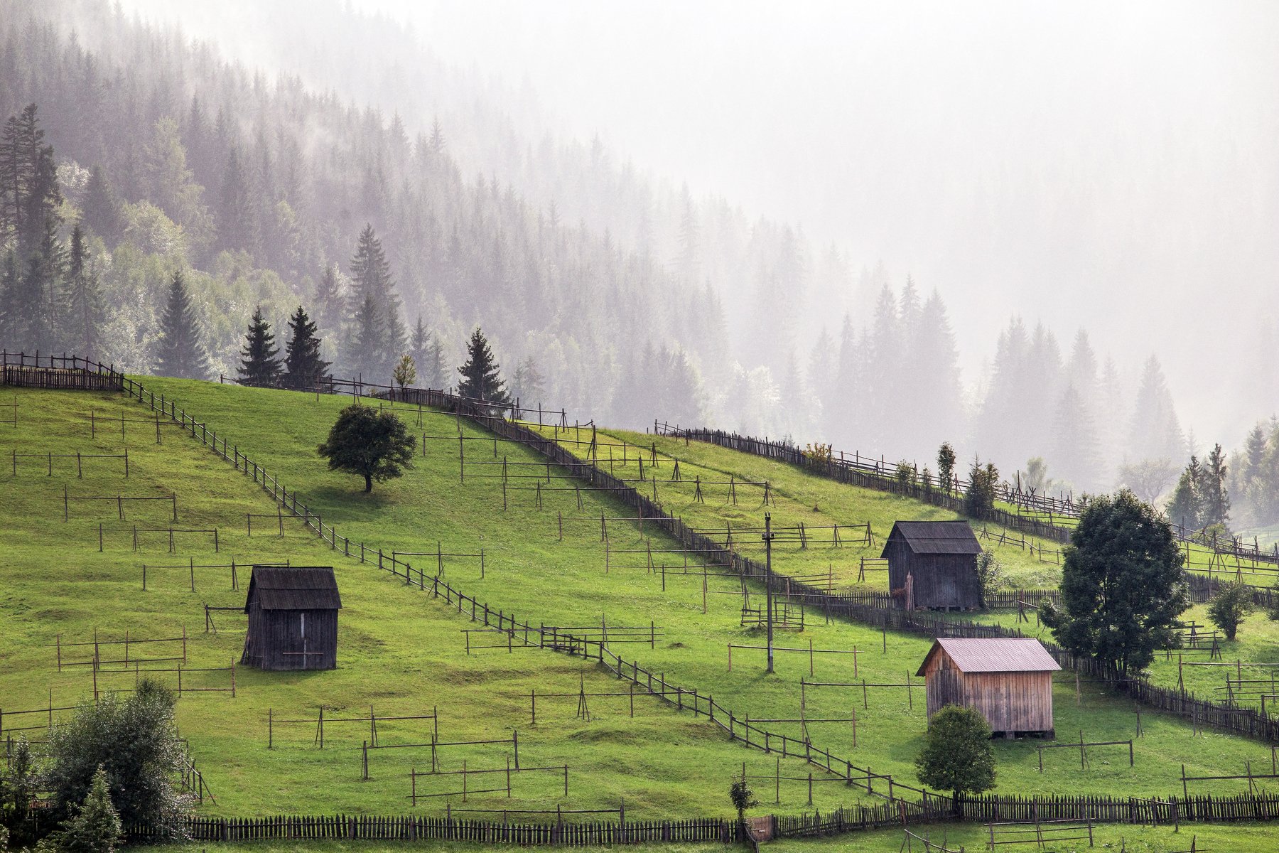 romania,trees,bucovina,land,mist,fog,, Marius Turc