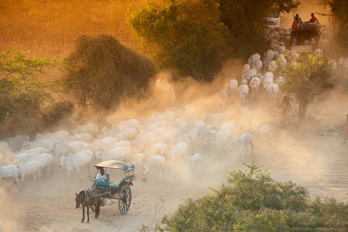 баган, мьянма, бирма, свет, закат, коровы, burma, myanmar, Владимир Куцый