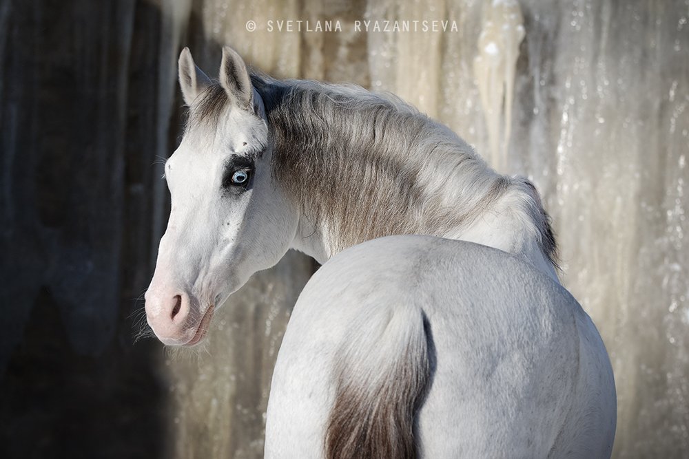 horse, white, grey, portrait, pinto, лошадь, серая, белая, портрет, Svetlana Ryazantseva