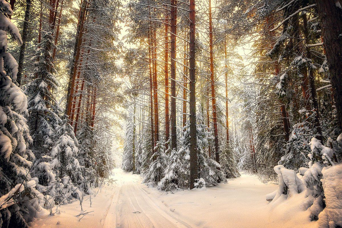 снег, зима, лес, дорога, холод, свет, деревья, пейзаж, Пушкарев Николай