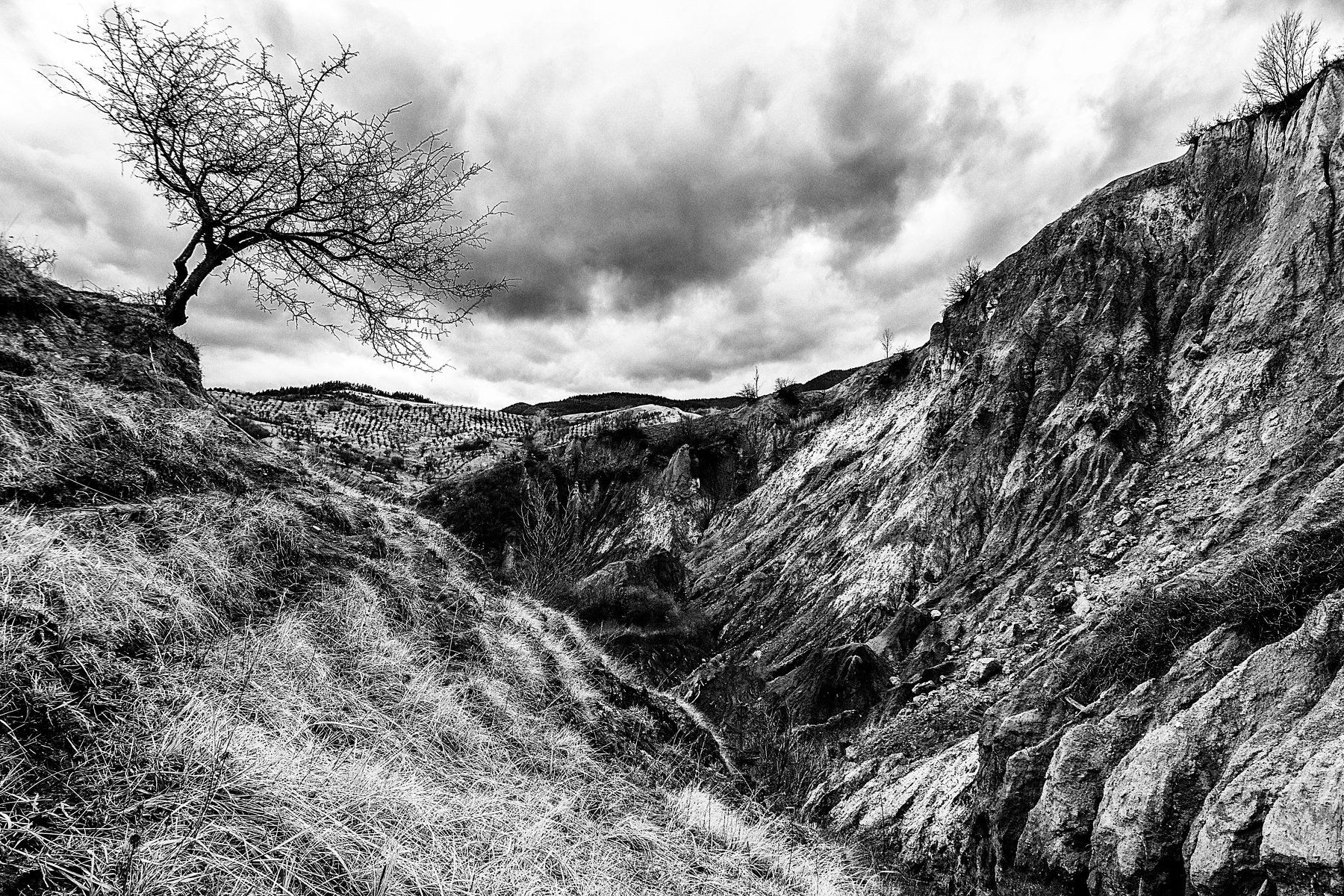 tree, ravine, lonely tree, Виктор Голобородько