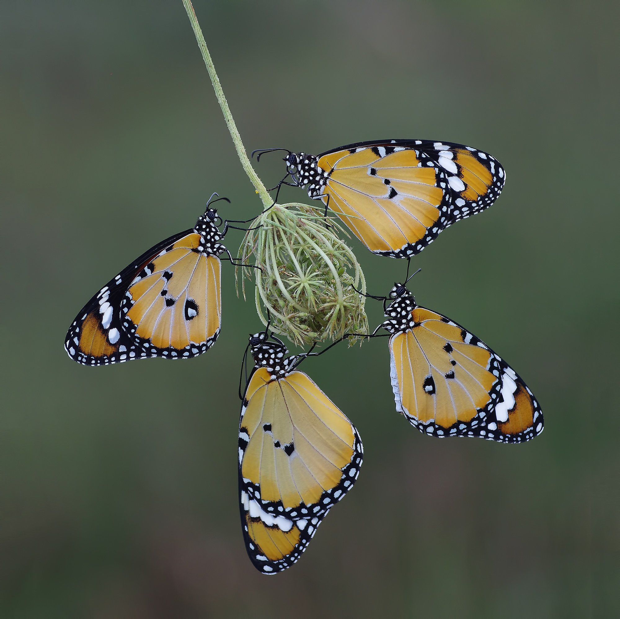 animal,nature,macro,butterfly,four of a kind,african queen,african monarch-plain, Savas Sener