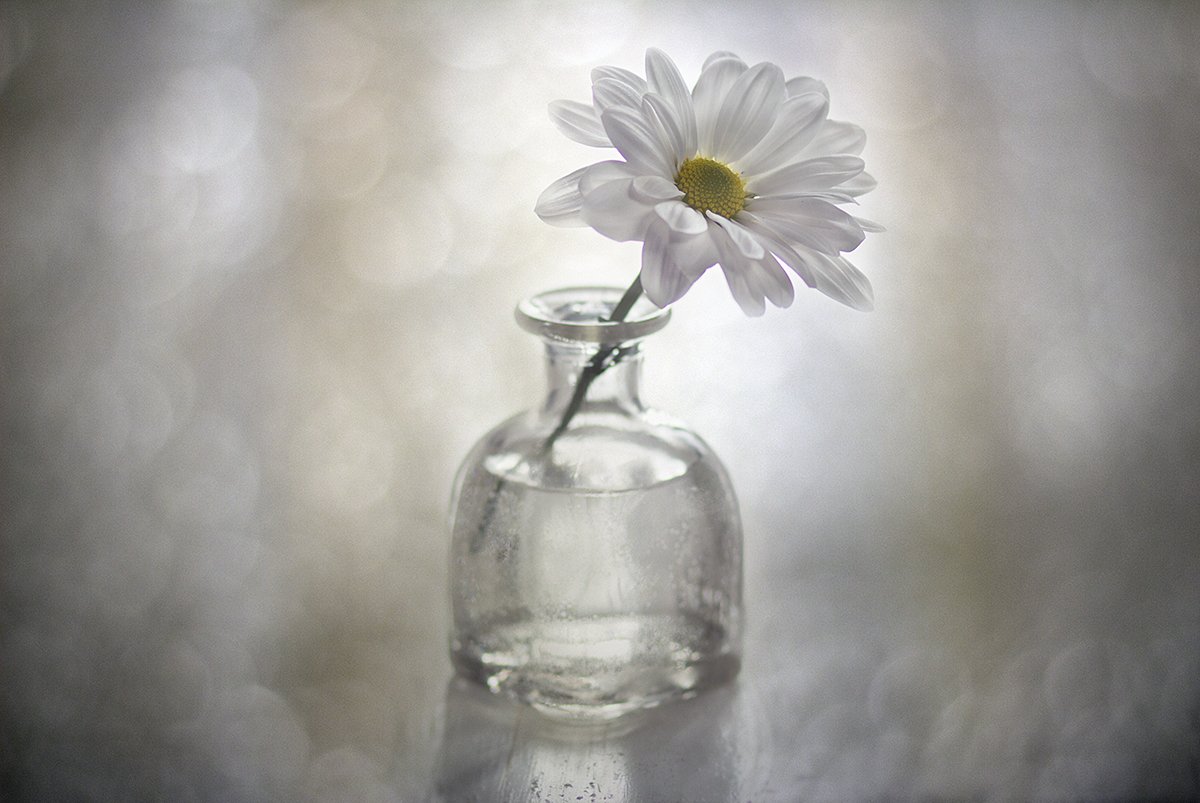 ромашка, стеклянная бутылка, боке, эффект боке на заднем плане, один цветок, цветок, натюрморт, Наталья Бочкарева