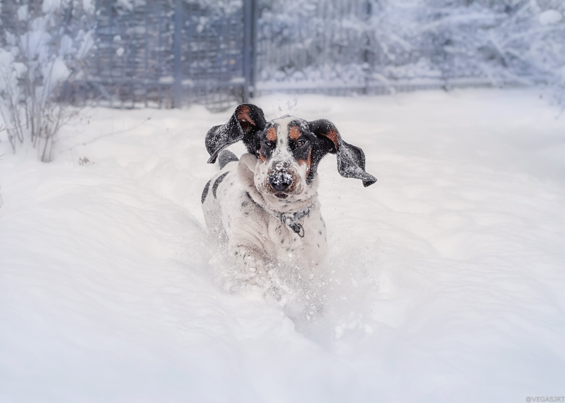 бассет, собака зимой собака в снегу, Irina